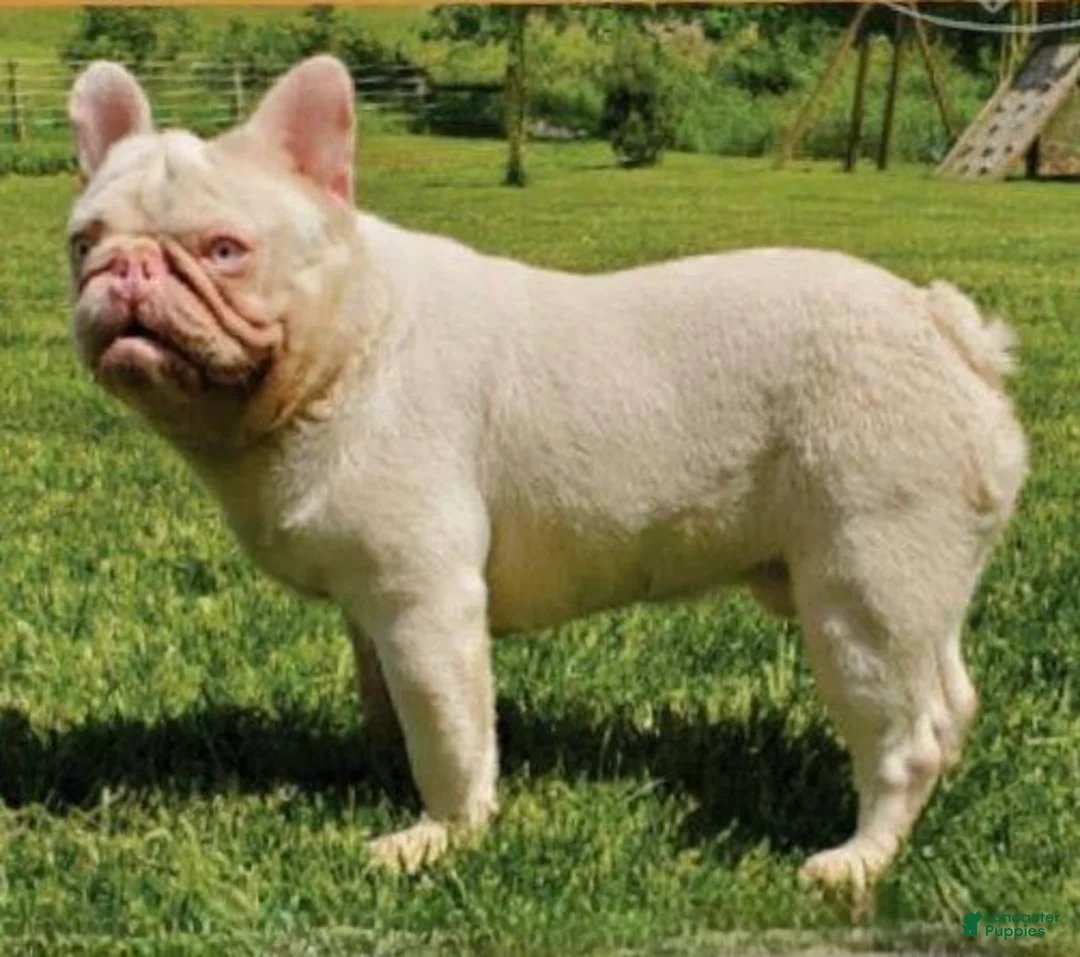 French Bulldog dogs for sale: Mika - Ad 12
