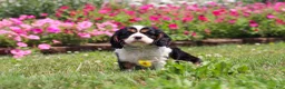 Cavalier King Charles Spaniel dogs for sale: Xander - Ad 3