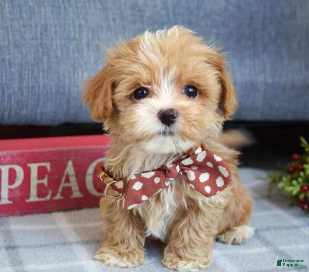 Maltipoo dogs for sale: Finn - Ad 8