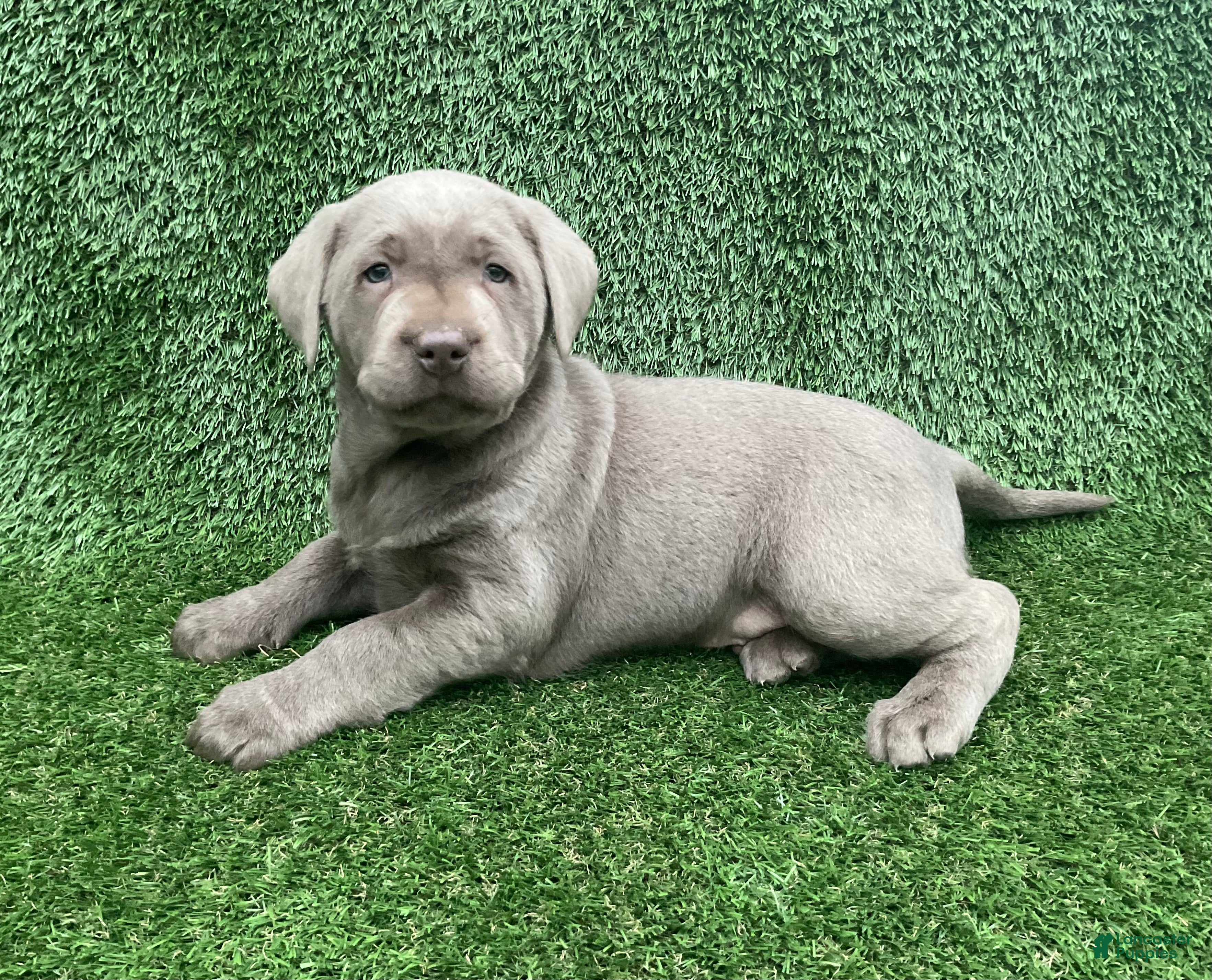 Labrador Retriever dogs Maverick  - Ad 1