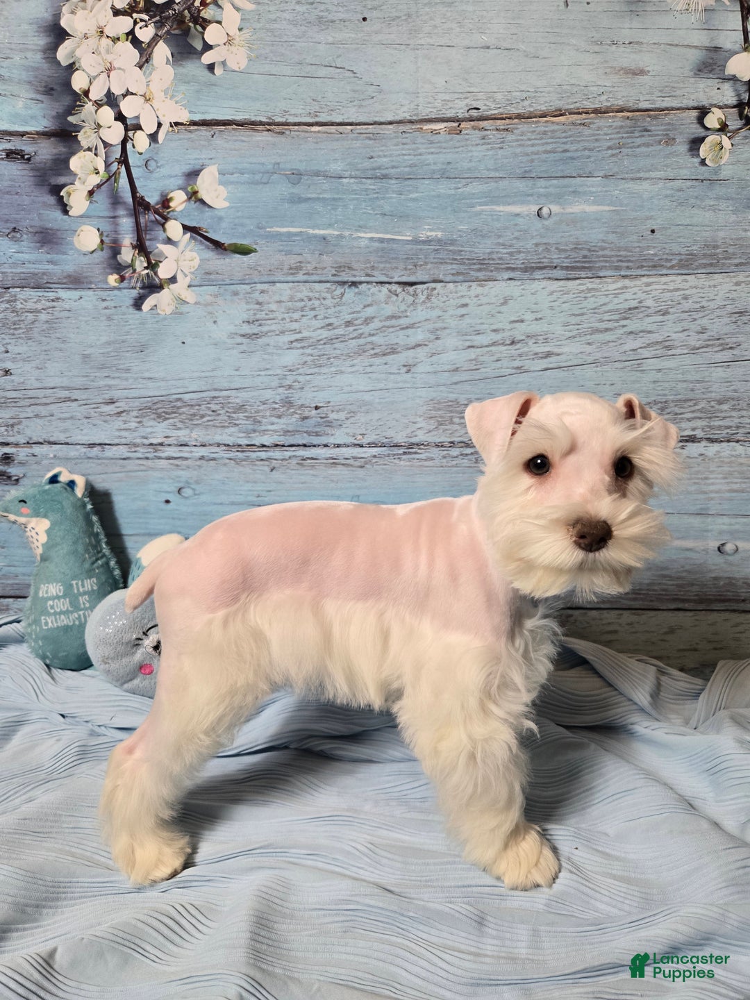 Miniature Schnauzer dogs for sale: OLAF, Miniature Schnauzer Puppy  - Ad 3