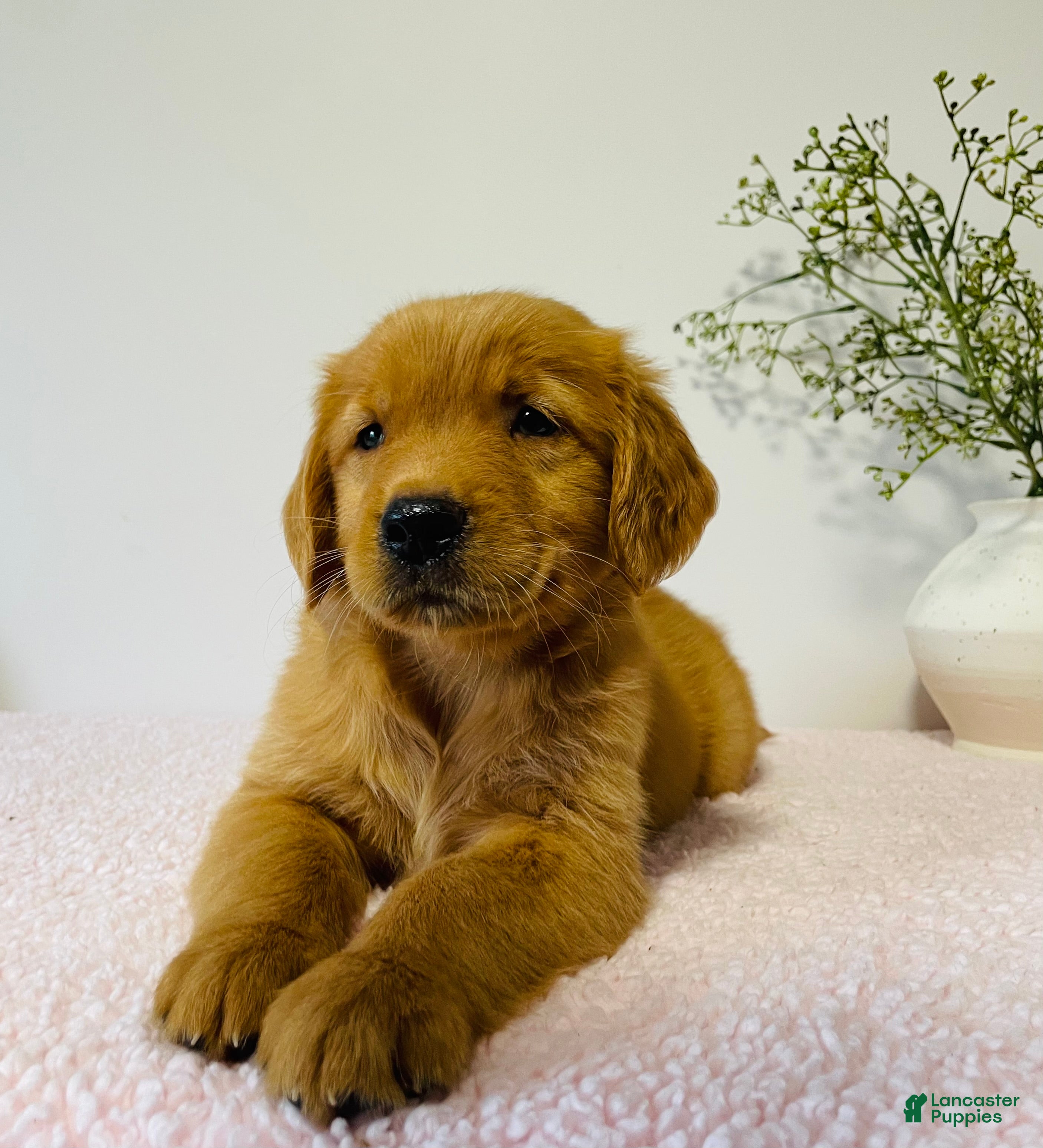Golden Retriever dogs Ginger - Ad 1
