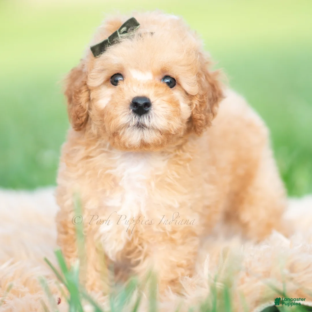 Toy Poodle dogs for sale: Alfie AKC - Ad 2