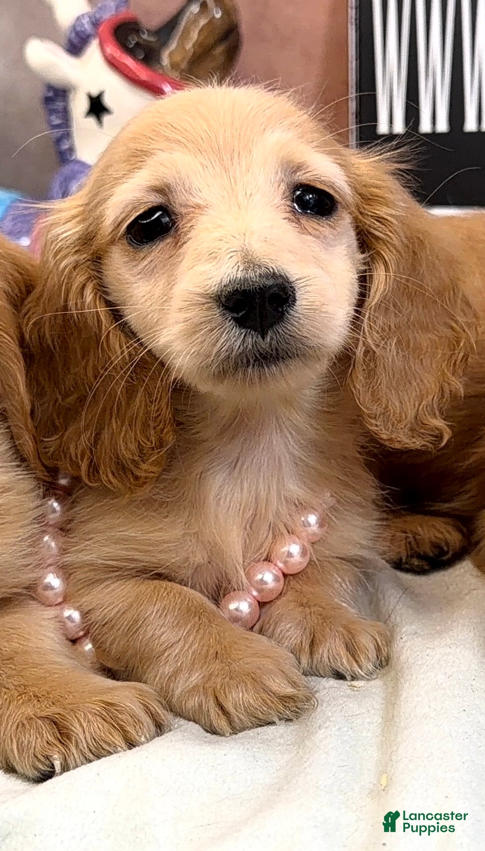 Dachshund dogs ee import cece - Ad 22