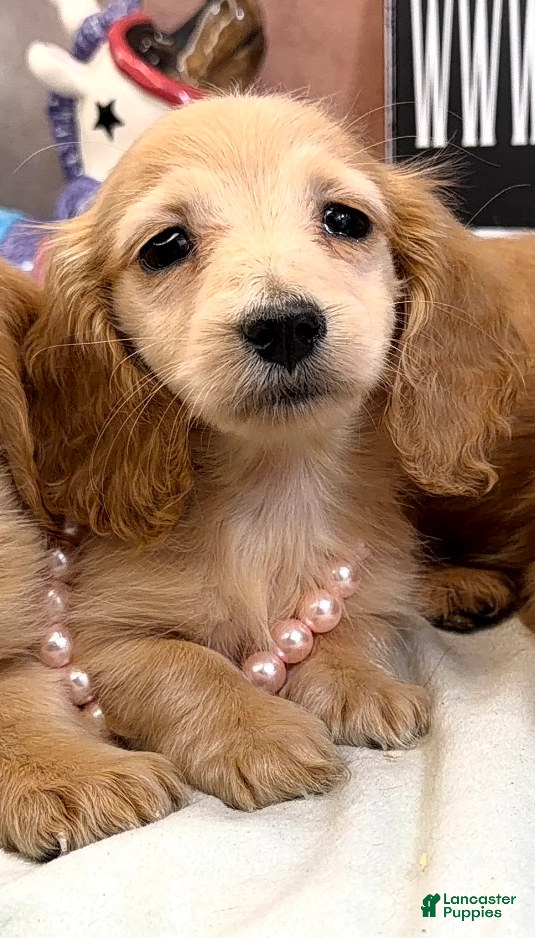 Dachshund dogs for sale: ee import cece - Ad 1