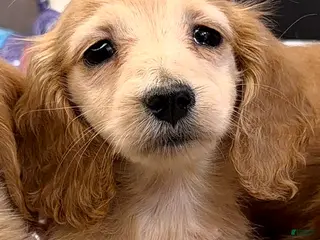 Dachshund dogs ee import cece - Ad 22