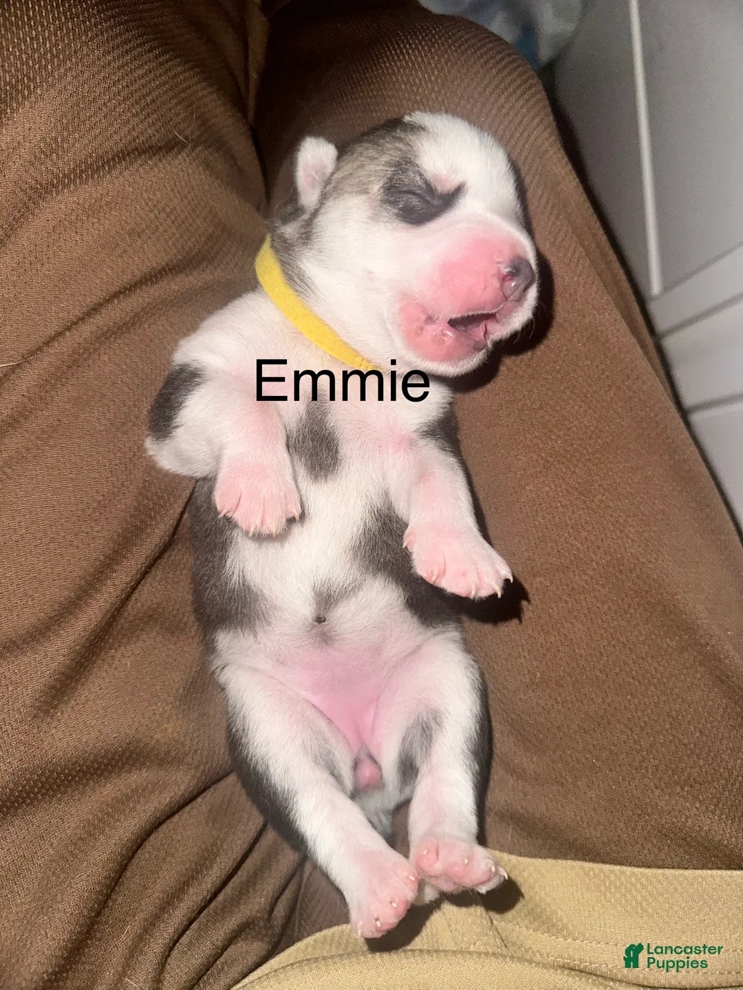 Siberian Husky dogs for sale: Emmie Ann - Ad 1