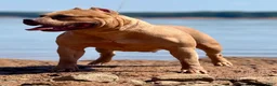 American Bully dogs for sale: American Bully Puppy 7 - Ad 4