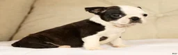 Boston Terrier dogs for sale: Pansy - Ad 6