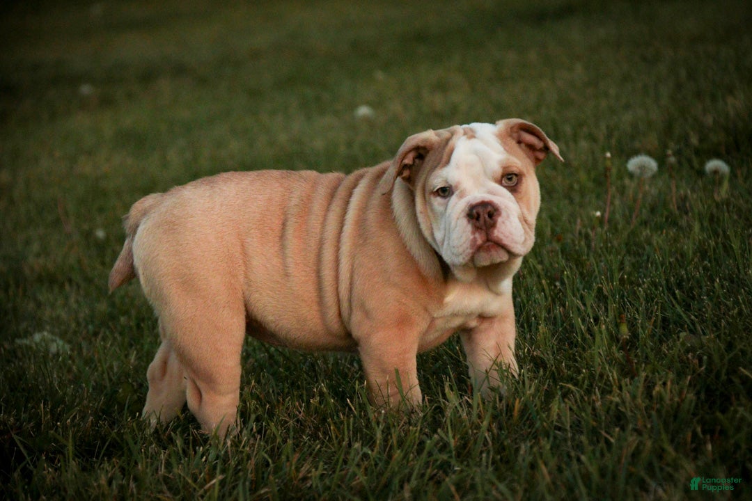 English Bulldog dogs for sale: Tonya English Bulldog  - Ad 2