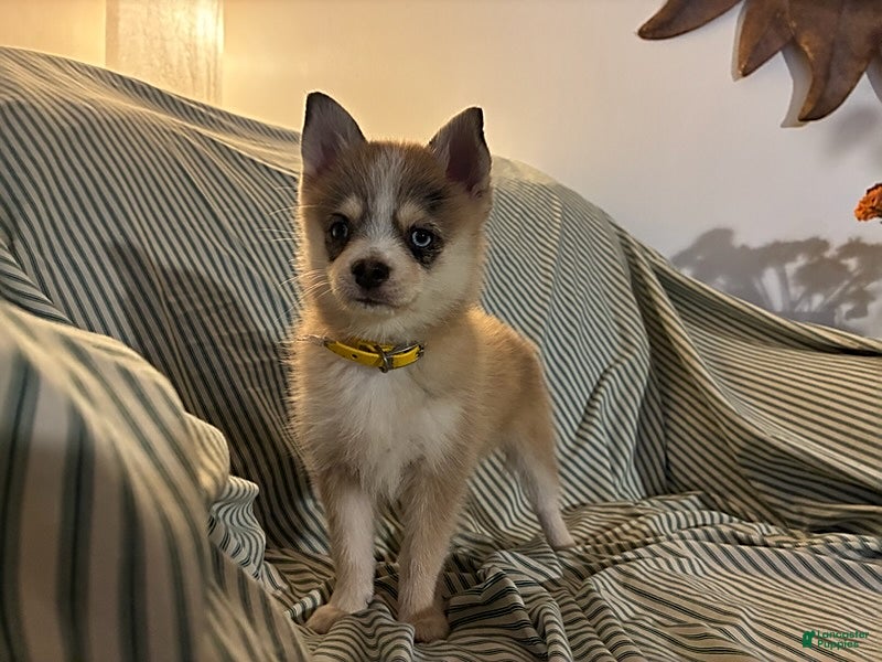 Pomsky dogs Flo - Ad 2