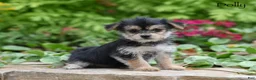 Morkie dogs for sale: Dolly - Ad 4