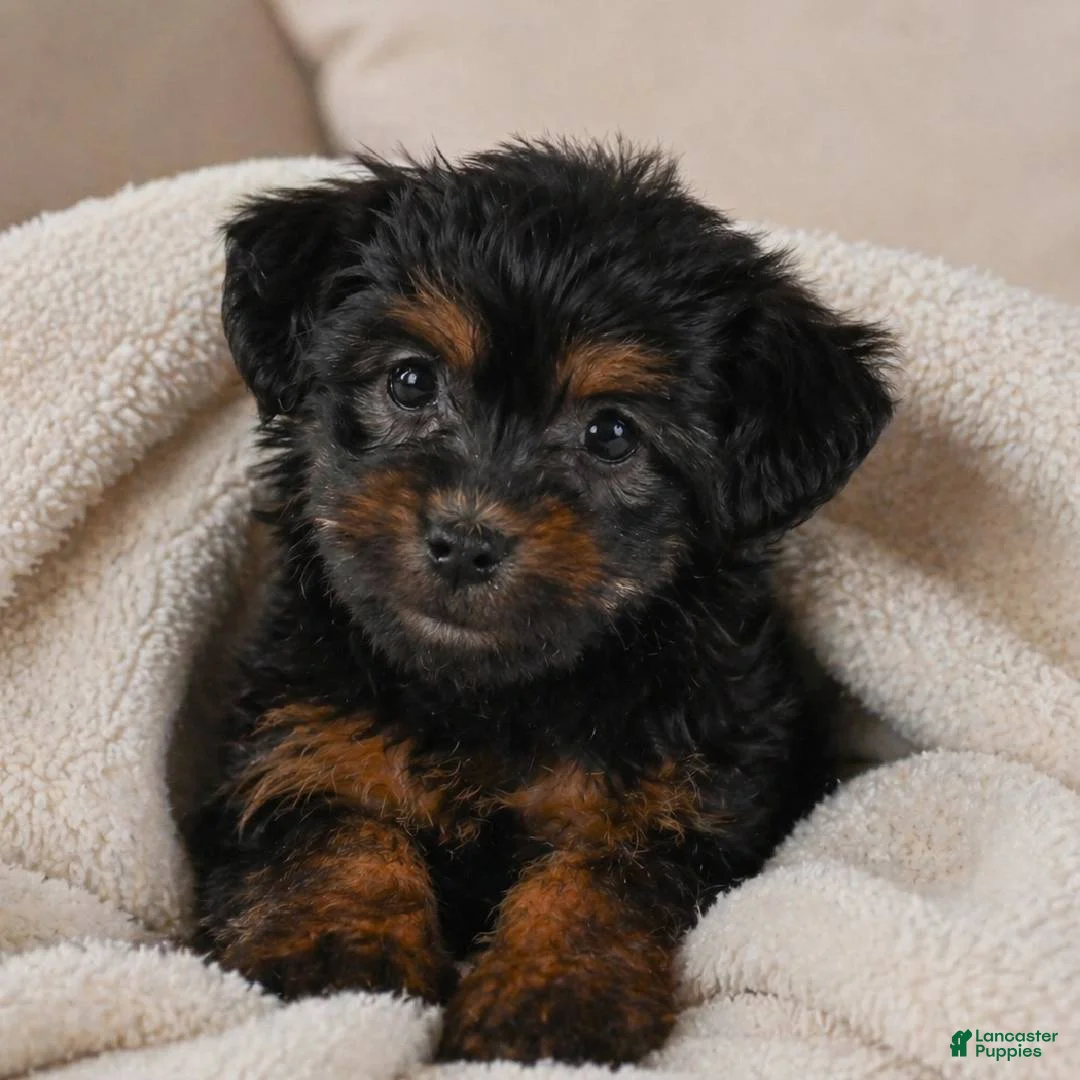Yorkshire Terrier dogs for sale: Ivy - Ad 2