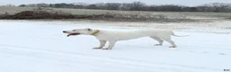 Dogo Argentino dogs for sale: Pink - Ad 5