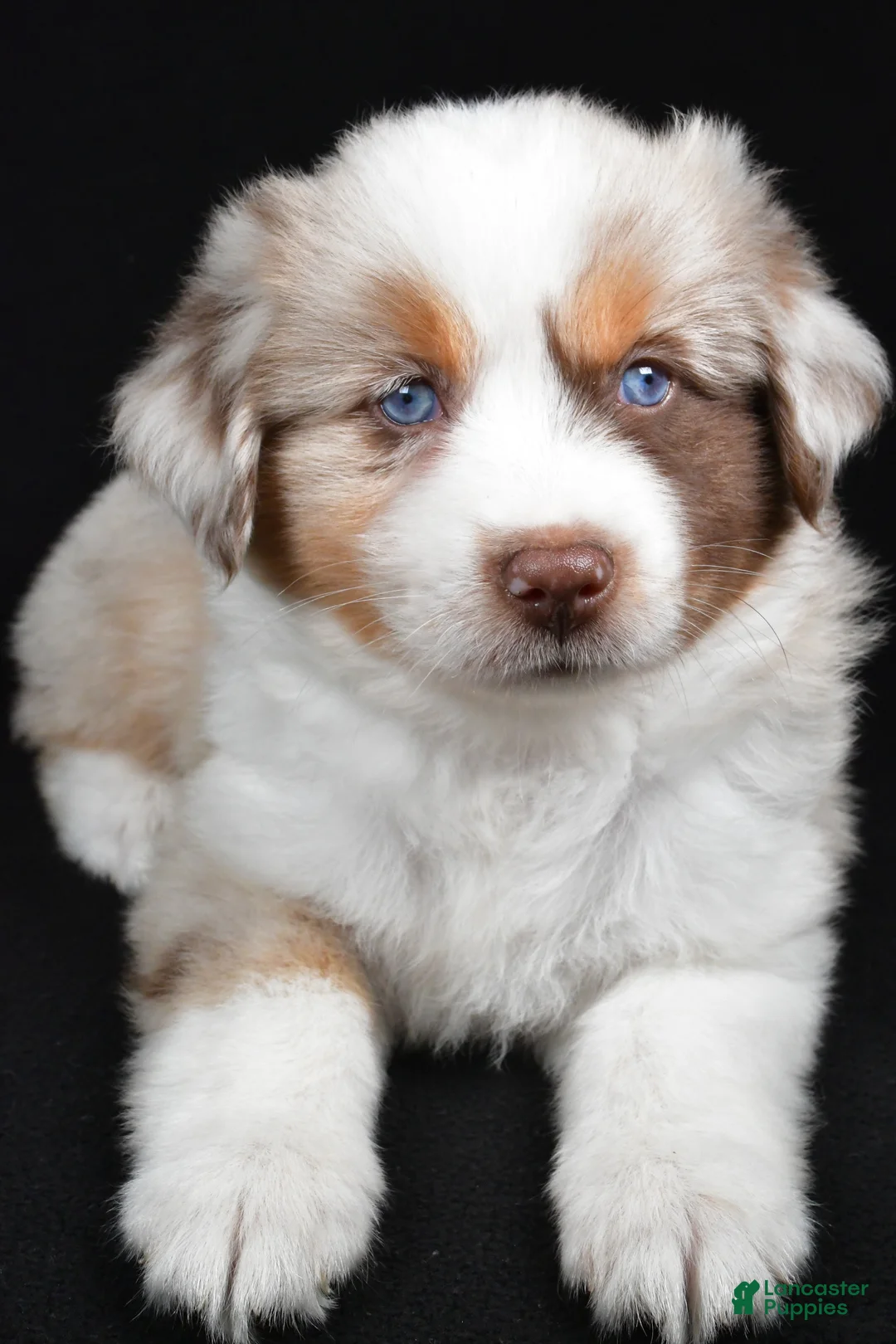 Miniature Australian Shepherd dogs for sale: Austin - Ad 2