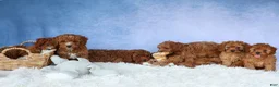 Cavapoo dogs for sale: TRAVIS - Ad 18