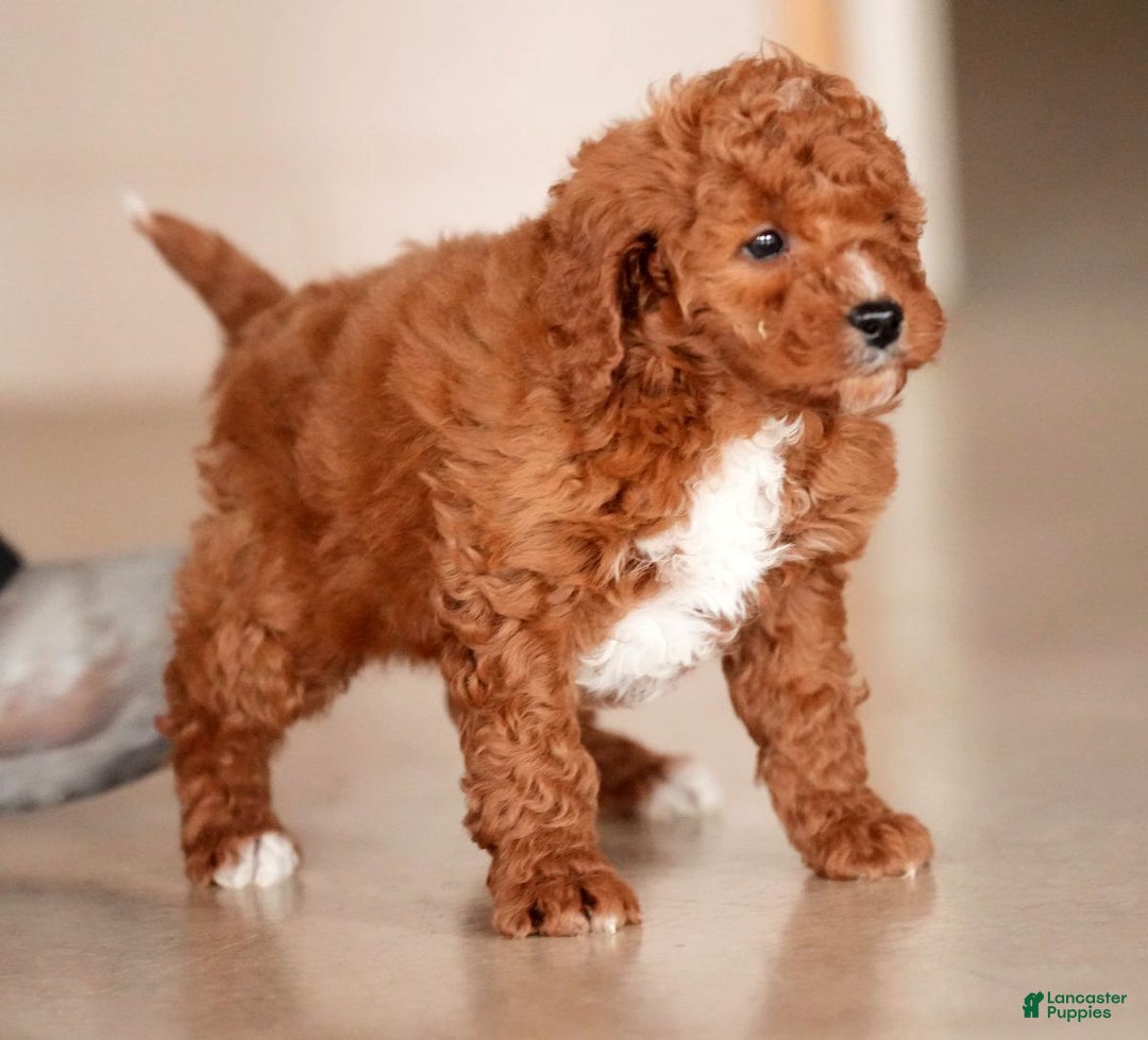 Mini Goldendoodle dogs for sale: Justin - Ad 5