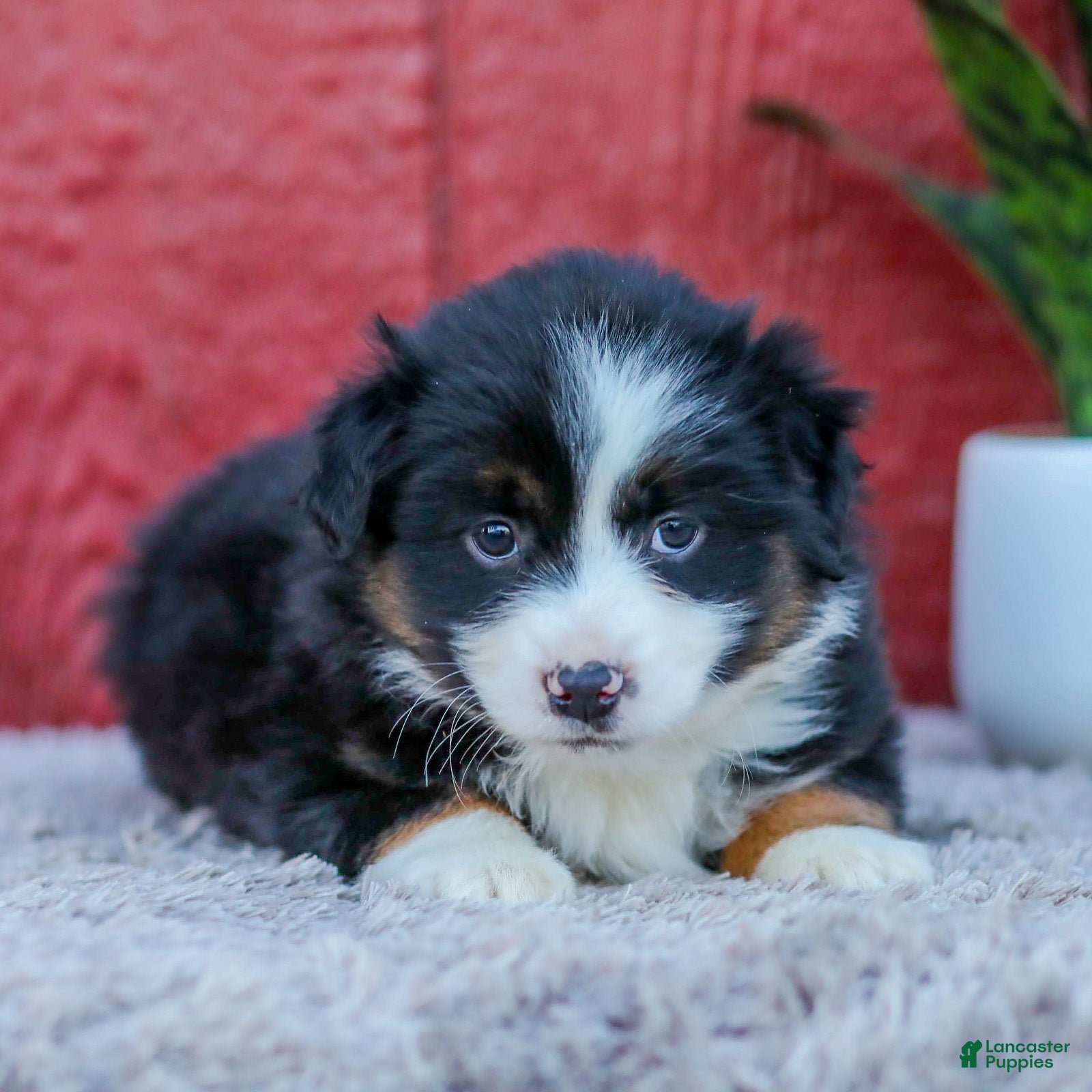 Miniature Australian Shepherd dogs for sale: Maggie - Ad 1