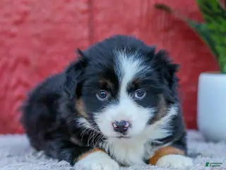 Miniature Australian Shepherd dogs for sale: Maggie - Ad 1