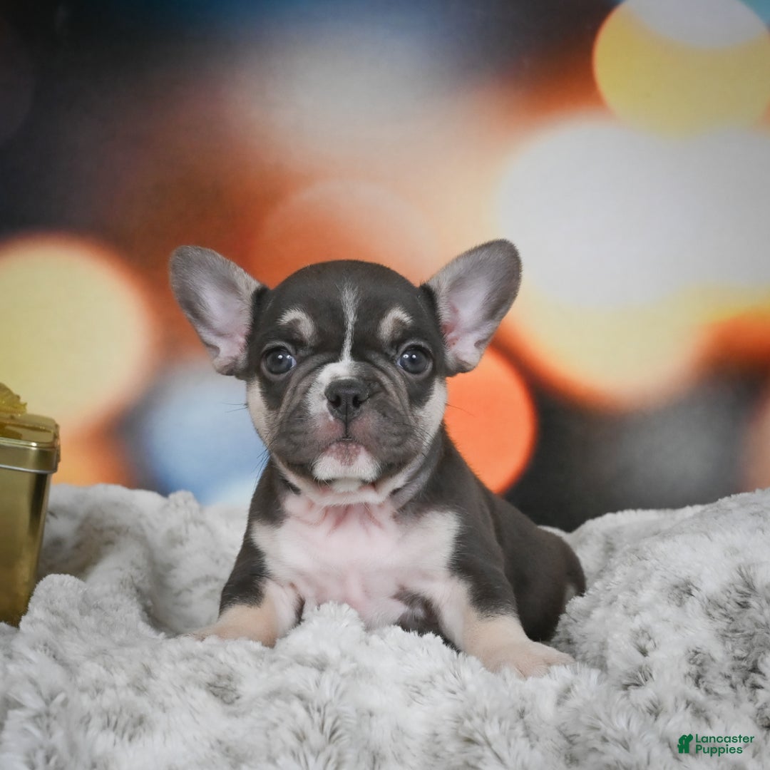 French Bulldog dogs for sale: Conrad - Ad 5