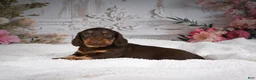 Miniature Dachshund dogs for sale: AKC-Jordan - Ad 2