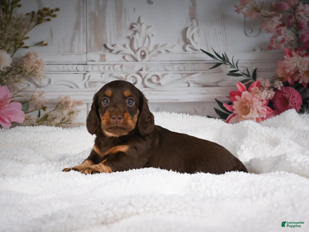 Miniature Dachshund dogs for sale: AKC-Jordan - Ad 2