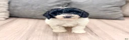 Miniature Poodle dogs for sale: Domino - Ad 1