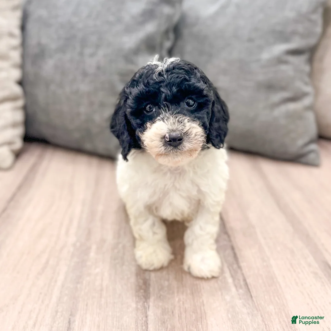 Miniature Poodle dogs for sale: Domino - Ad 1
