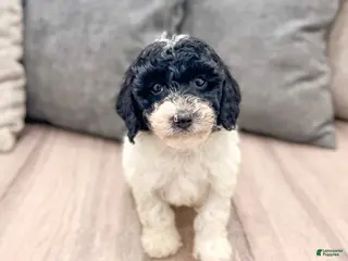 Miniature Poodle dogs for sale: Domino - Ad 4