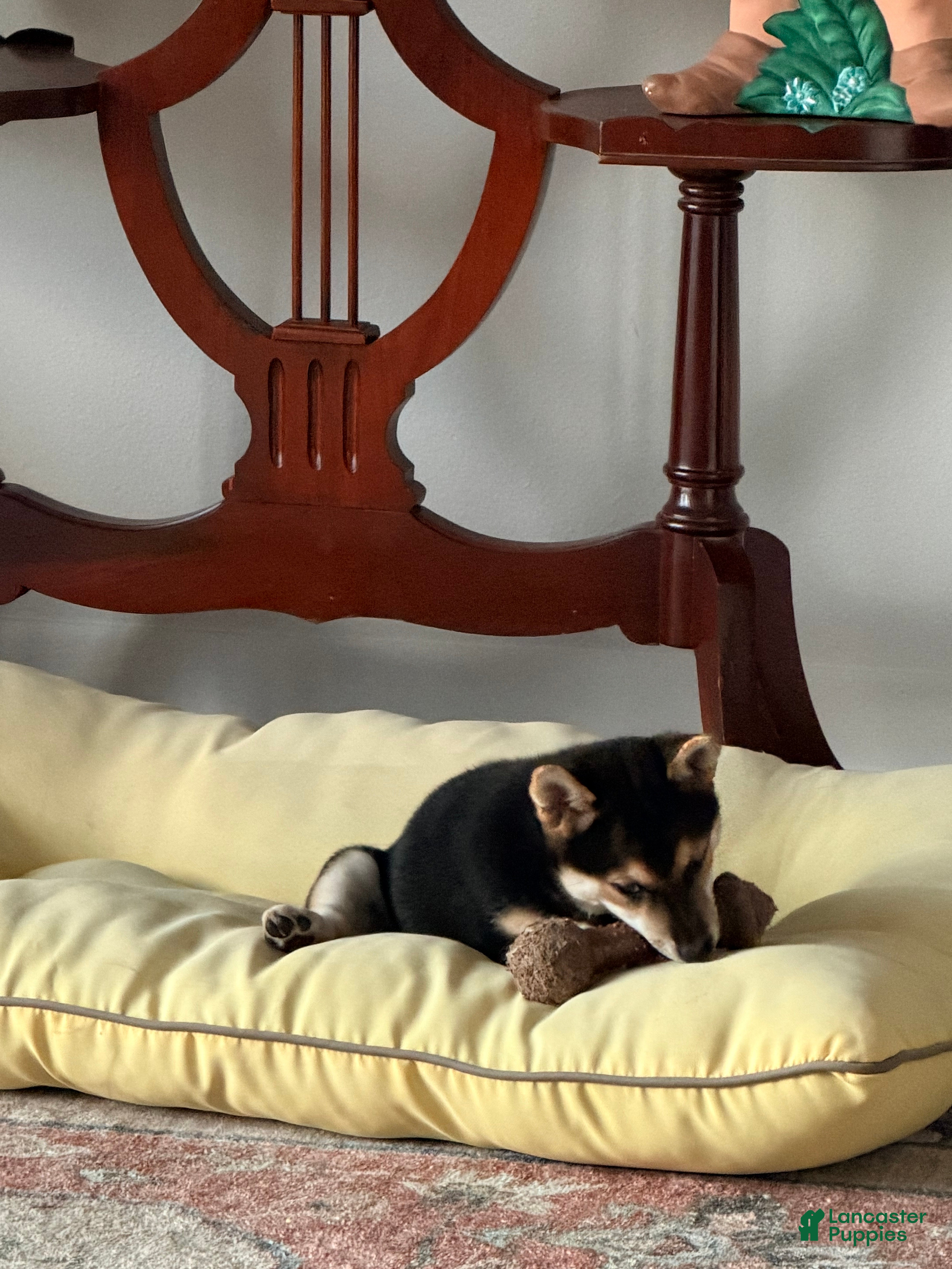Shiba Inu dogs for sale: Shiba Inu 5 Cheyenne - Ad 2