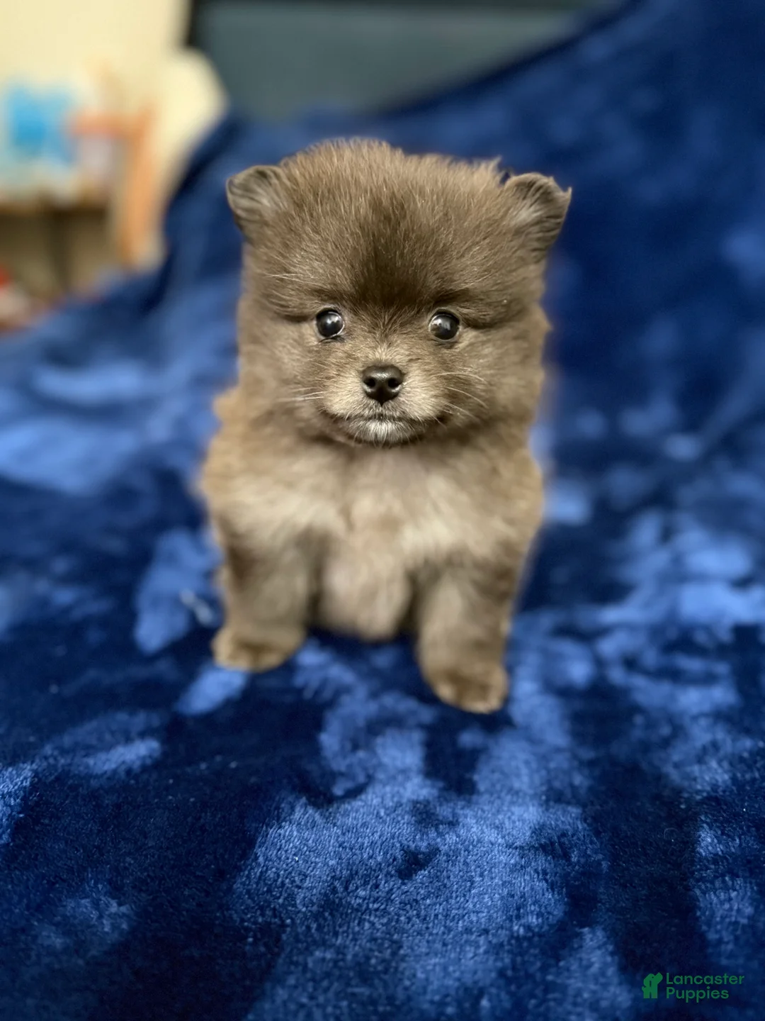 Pomeranian dogs for sale: Scooter - Ad 2