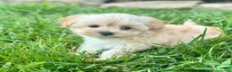 Maltipoo dogs for sale: Casey - Ad 9