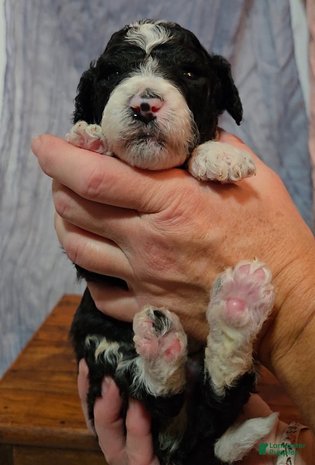 Mixed Breed dogs for sale: Asher - Ad 2