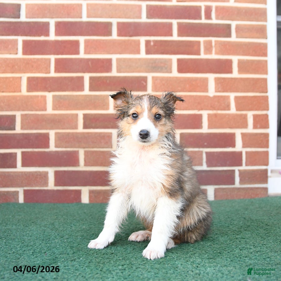 Sheltiedoodle dogs Paddington - Ad 1