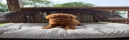 Cockapoo dogs for sale: Pamela  - Ad 1
