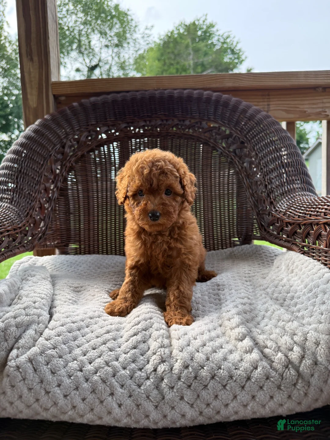 Cockapoo dogs for sale: Pamela  - Ad 1