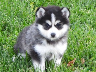 Pomsky dogs Samantha - Ad 10