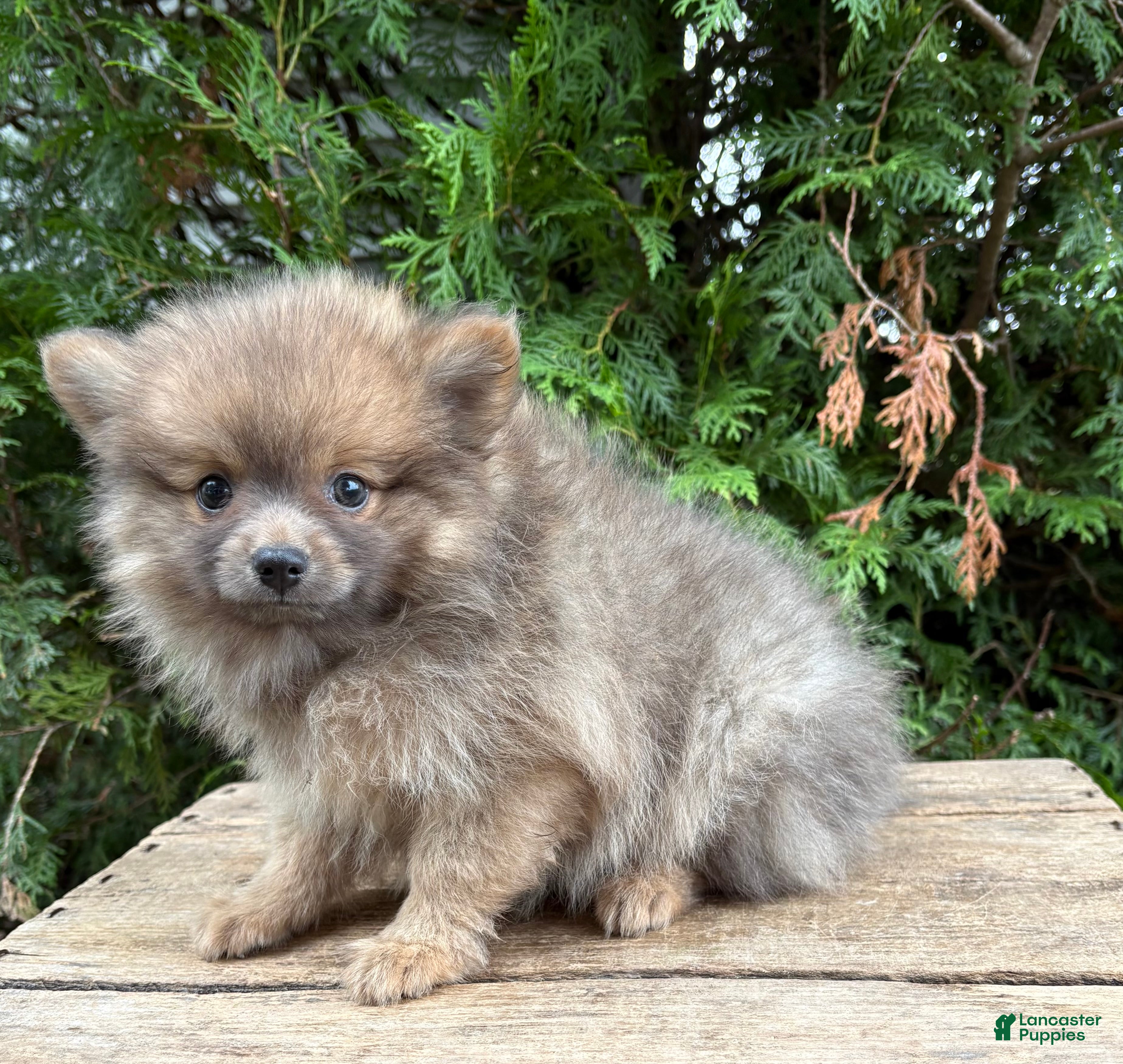 Pomeranian dogs Zeke - Ad 2