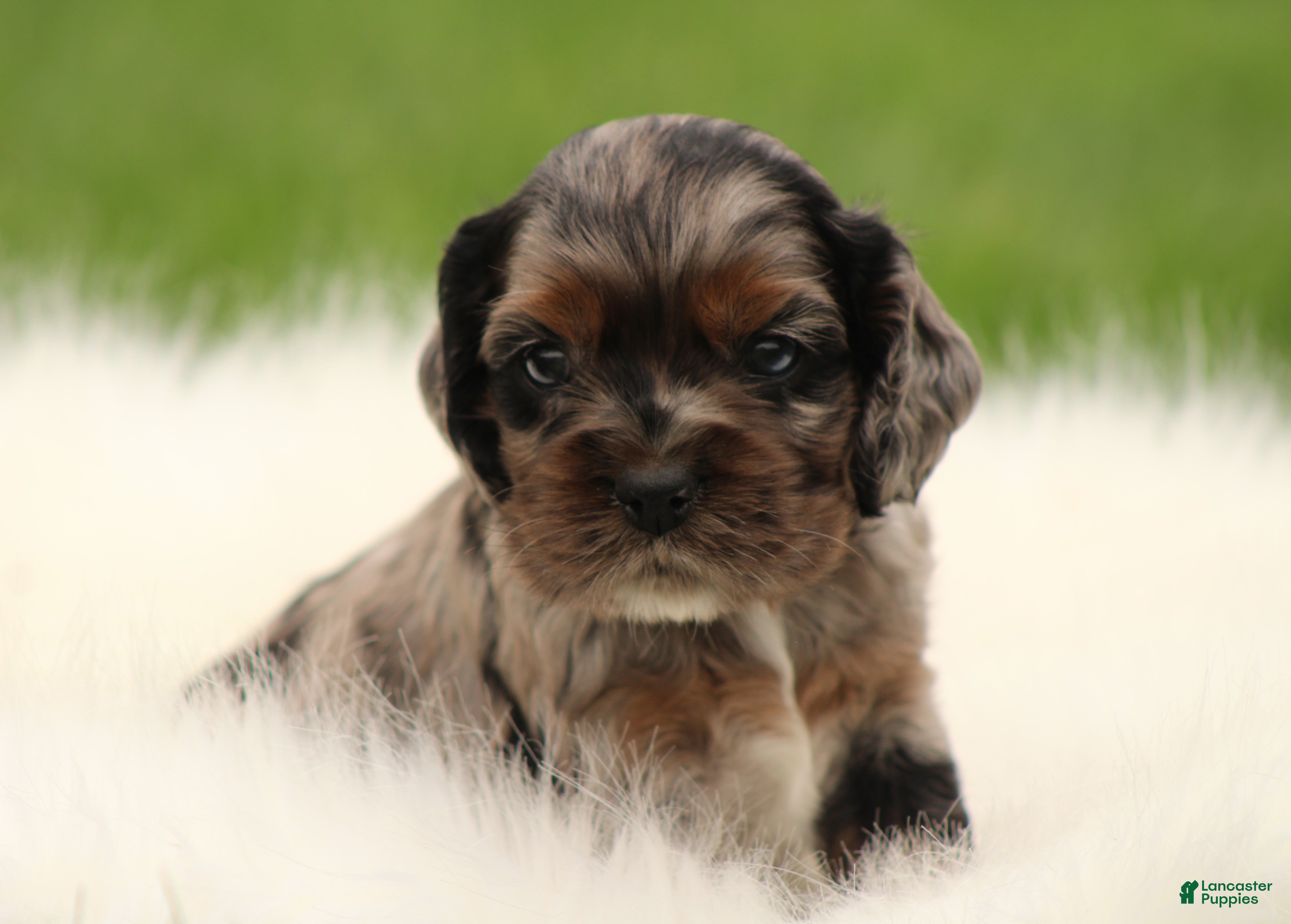 Cocker Spaniel dogs Aspen - Ad 1