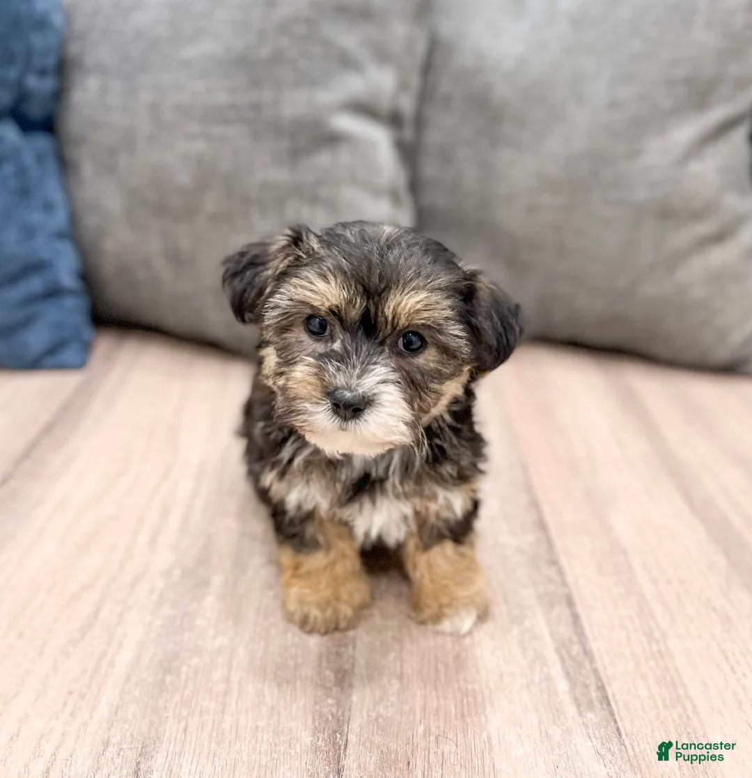 Yochon dogs for sale: Maggie - Ad 2