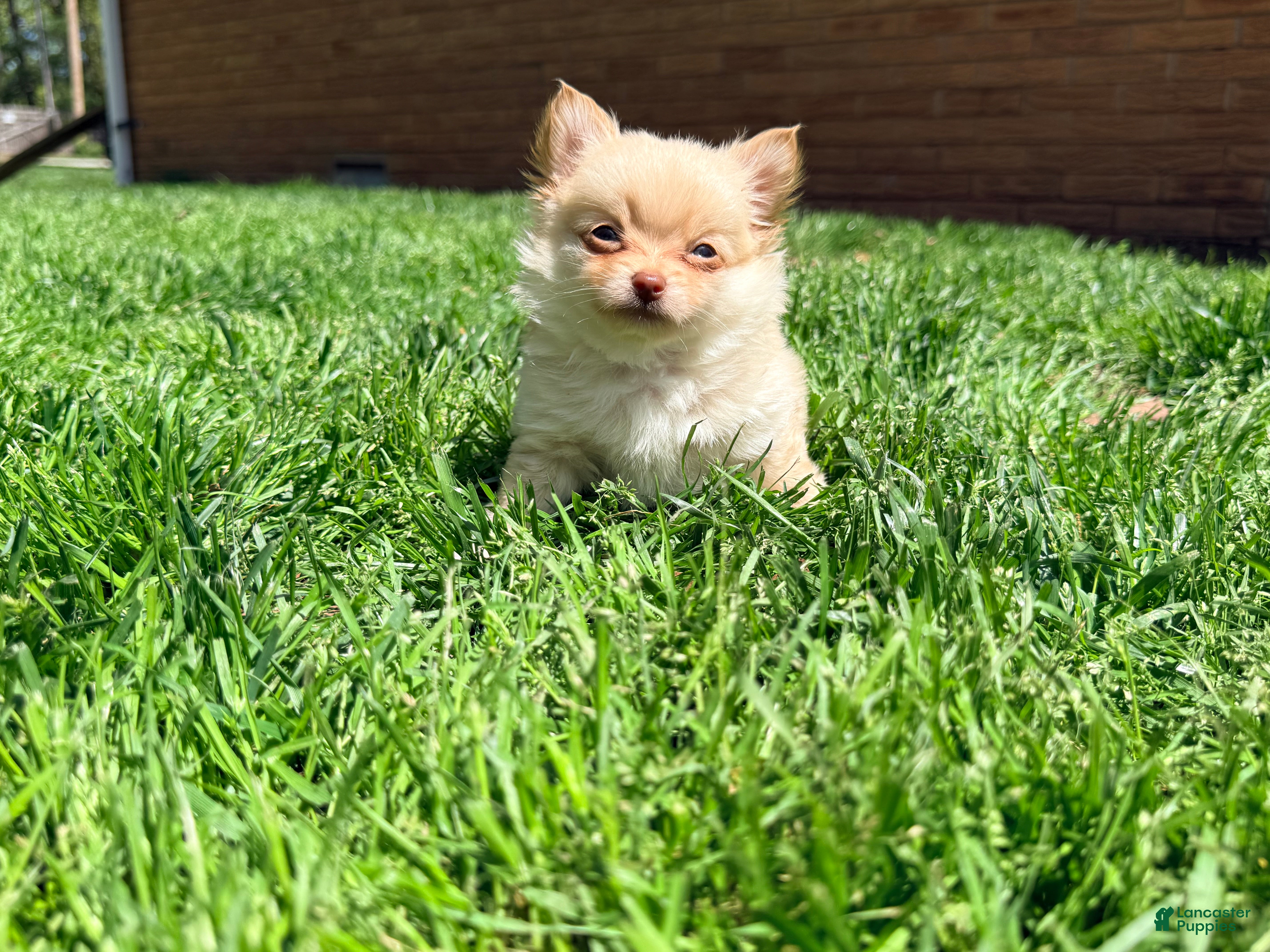 Pomchi dogs Cortland - Ad 3