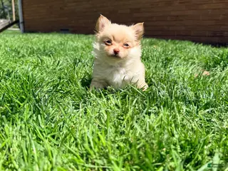 Pomchi dogs Cortland - Ad 3