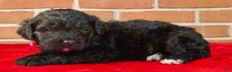 Bernedoodle dogs for sale: Cinder - Ad 2