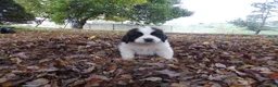 Saint Bernard dogs for sale: Clifford - Ad 3