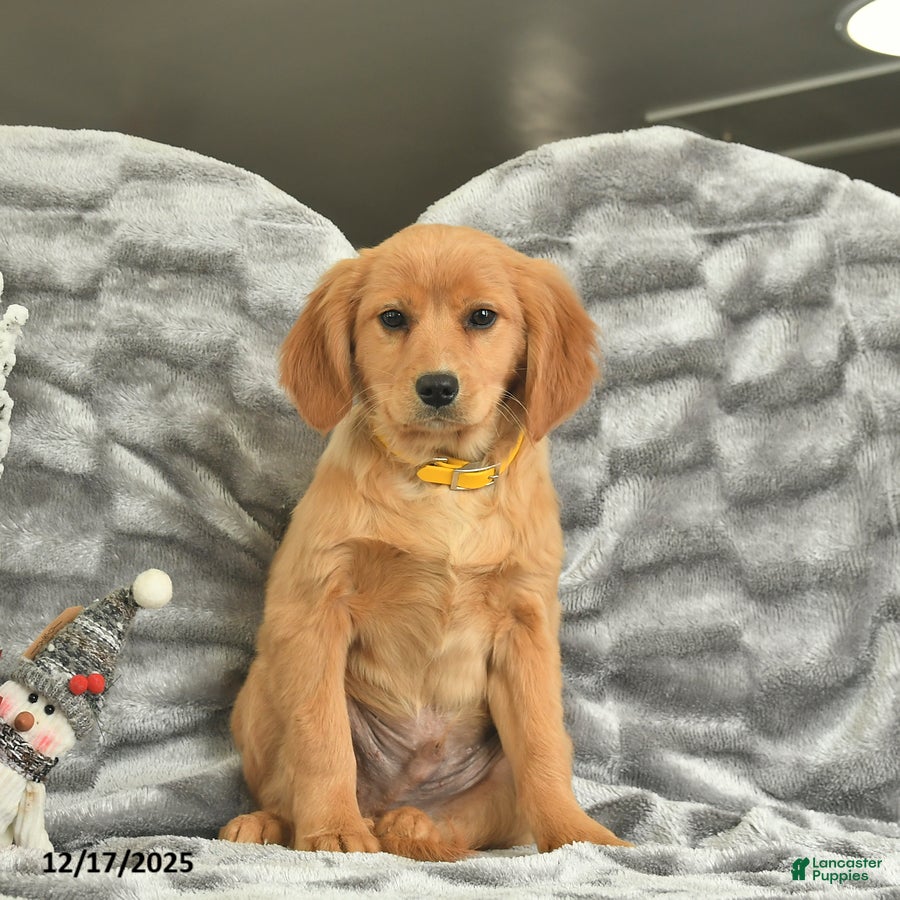 Miniature Golden Retriever dogs Rudolph  - Ad 37