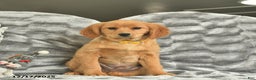 Miniature Golden Retriever dogs for sale: Rudolph  - Ad 1