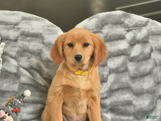 Miniature Golden Retriever dogs Rudolph - Ad 37