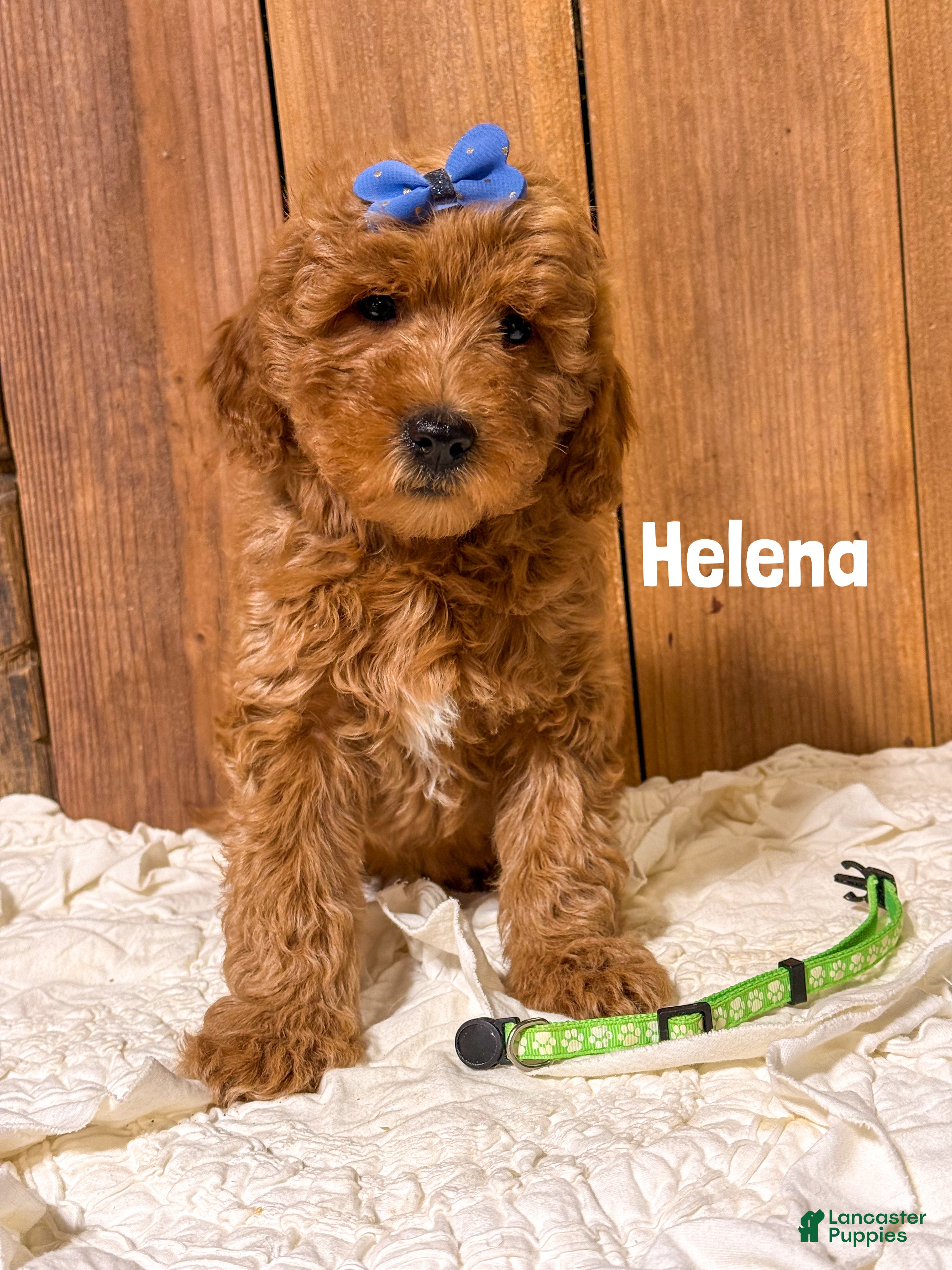 Mini Goldendoodle dogs Helena - Ad 26