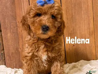 Mini Goldendoodle dogs Helena - Ad 26