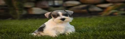 Miniature Schnauzer dogs for sale: Beauregard Miniature Schnauzer - Ad 3